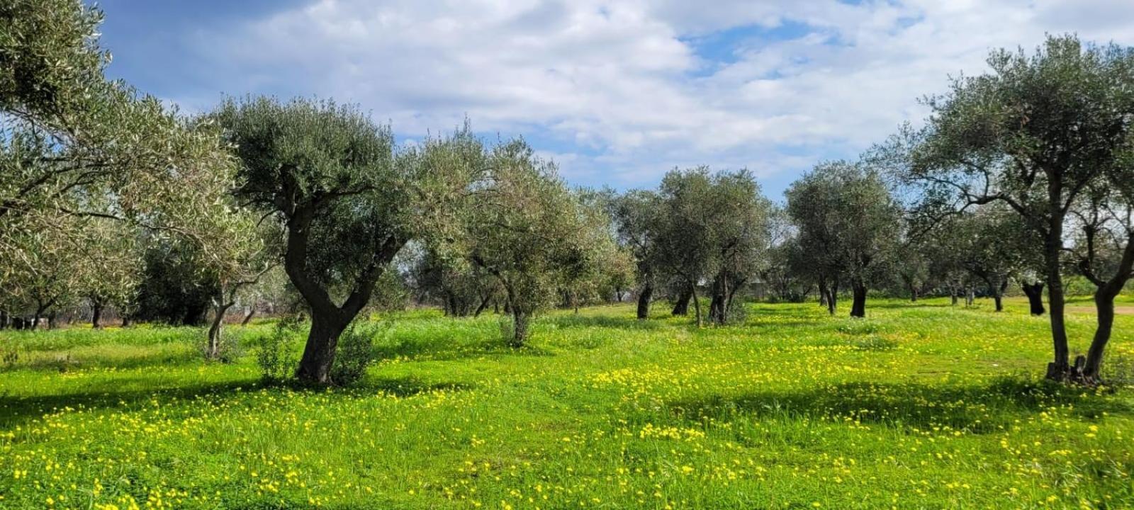 Villa Laura Μπάρι Εξωτερικό φωτογραφία