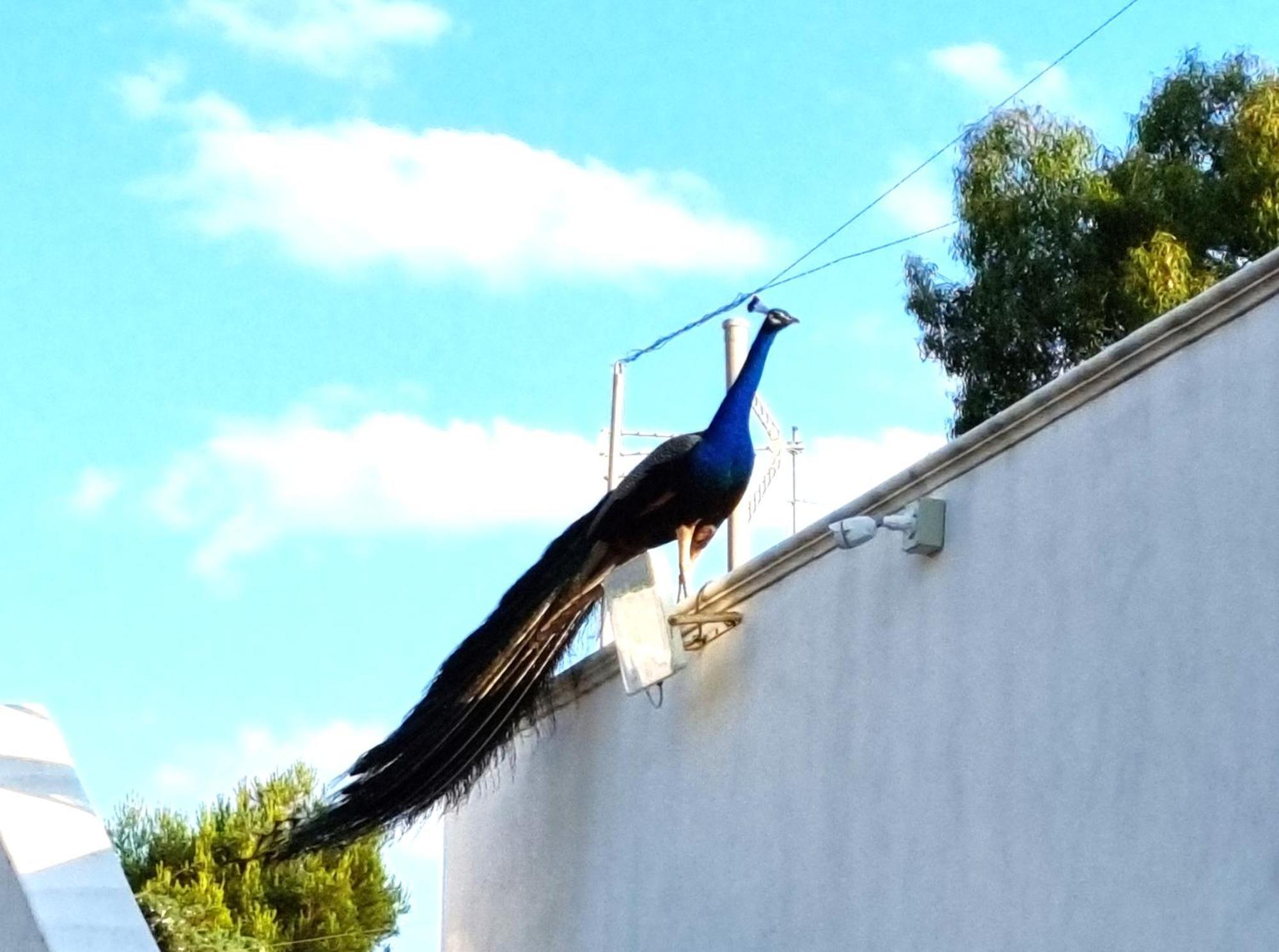Villa Laura Μπάρι Εξωτερικό φωτογραφία