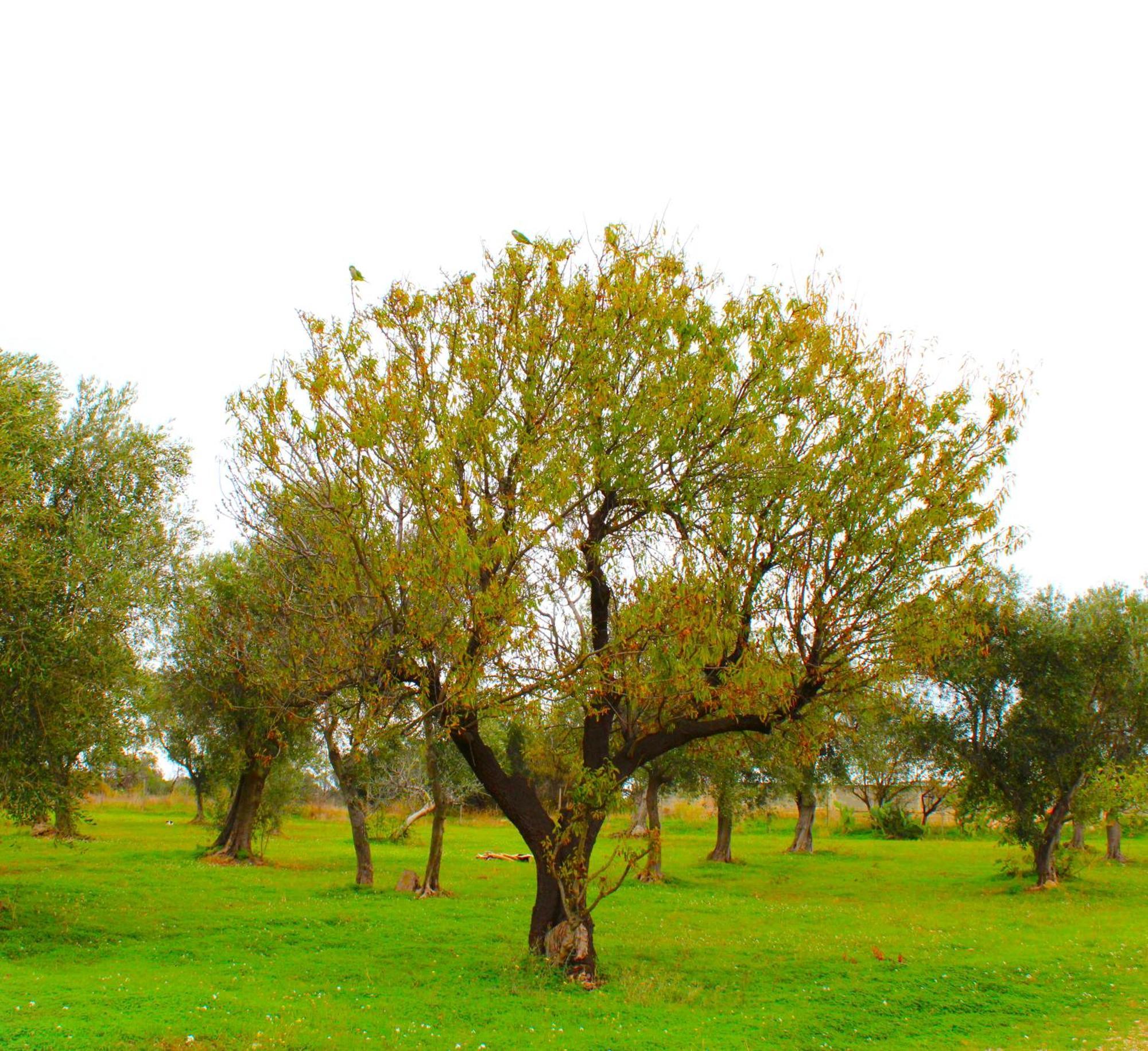 Villa Laura Μπάρι Εξωτερικό φωτογραφία