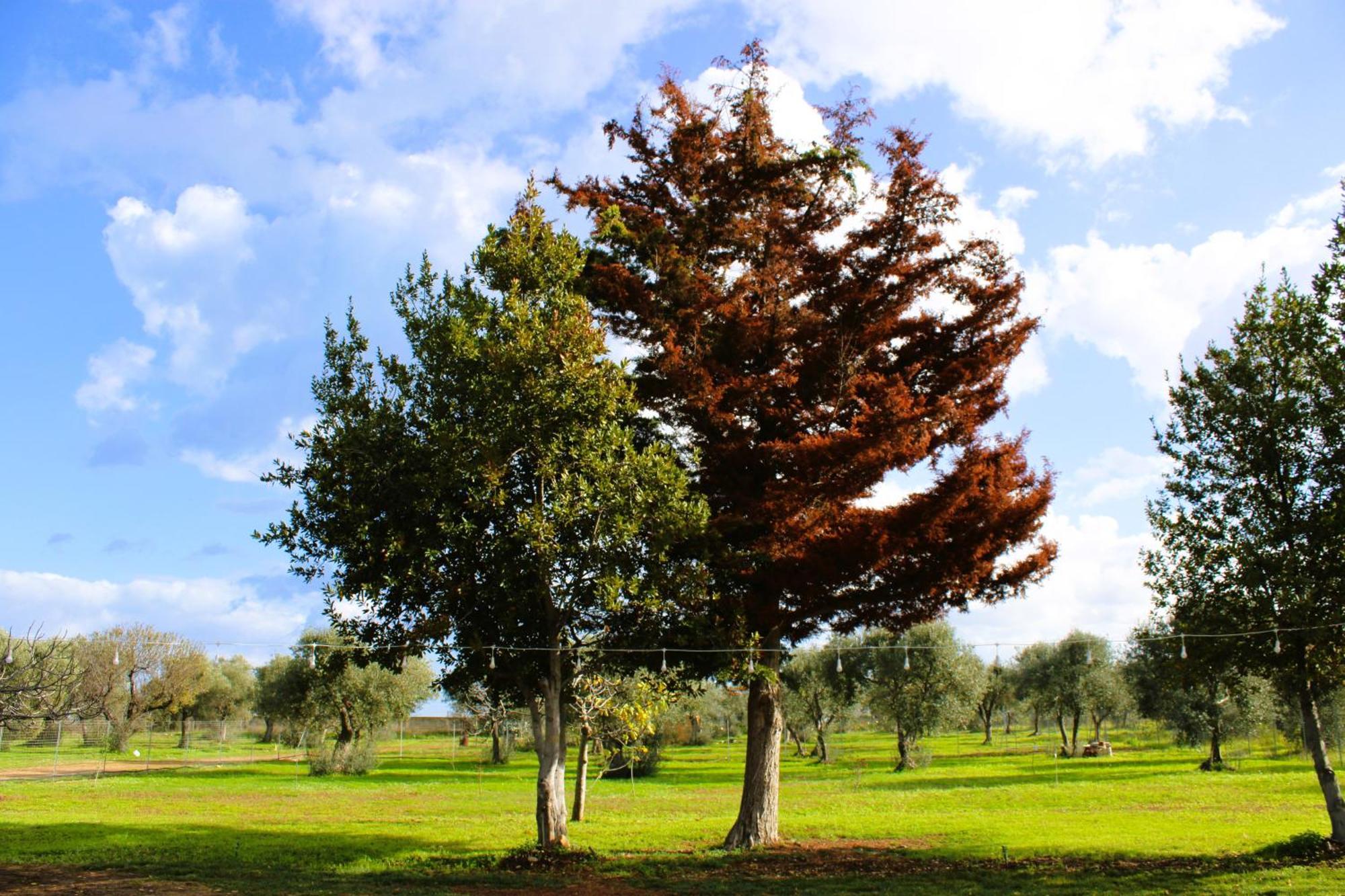 Villa Laura Μπάρι Εξωτερικό φωτογραφία
